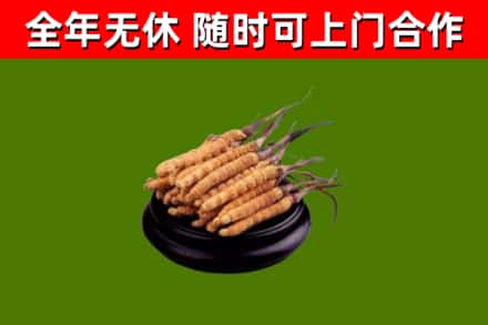 北京市回收冬虫夏草